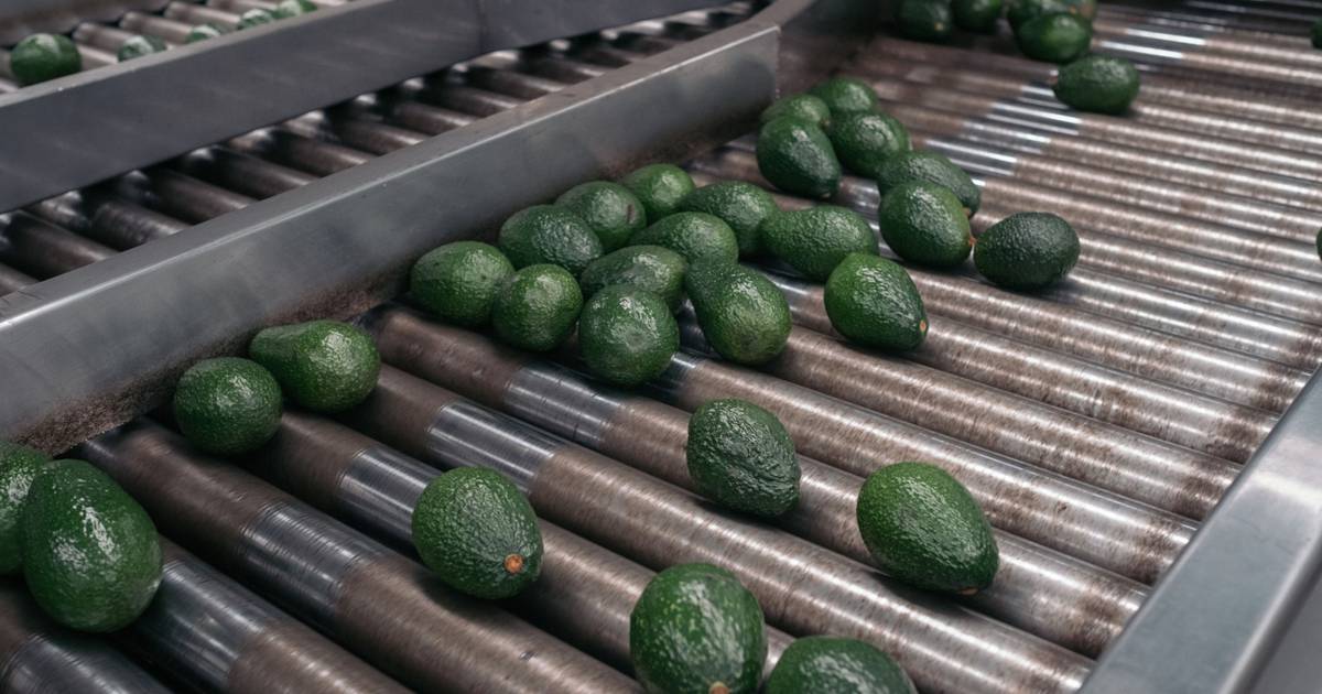 Aguacates que ya van hacia EU ‘se salvan’ de suspensión, asegura embajada | El Financiero