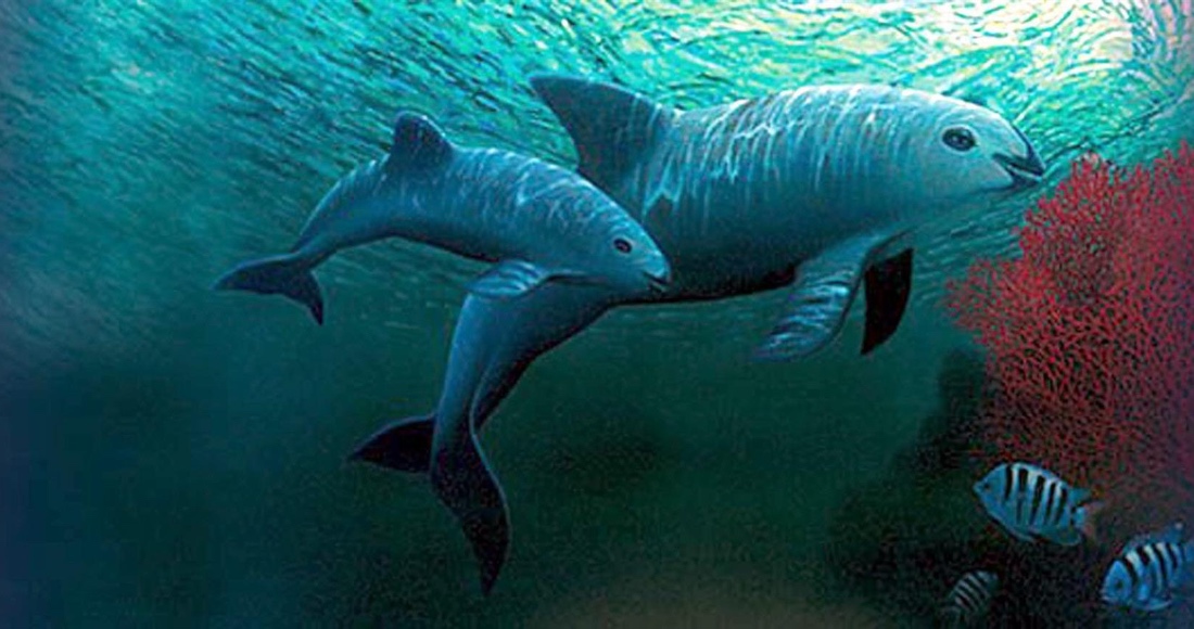 EU presenta denuncia medioambiental contra México por no proteger a vaquita marina | SinEmbargo Mx