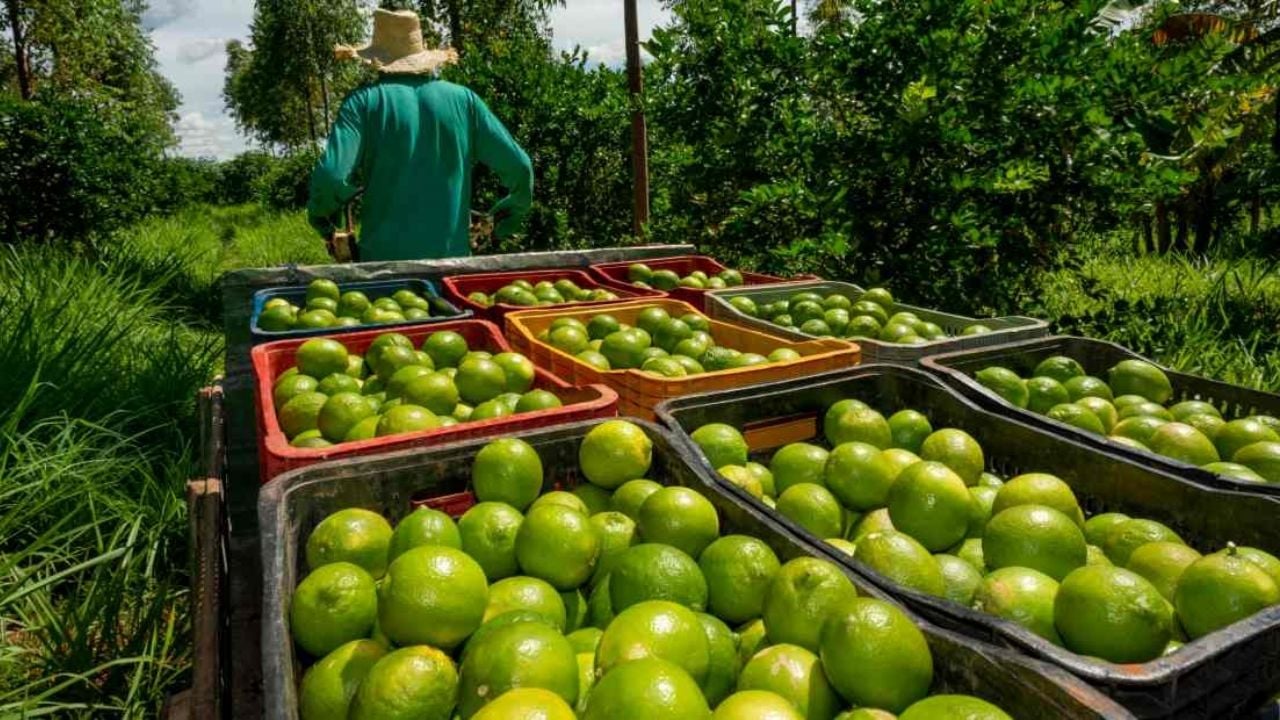 Limoneros en Michoacán van a paro indefinido por el aumento en las #extorsiones del narcotráfico | Latinus