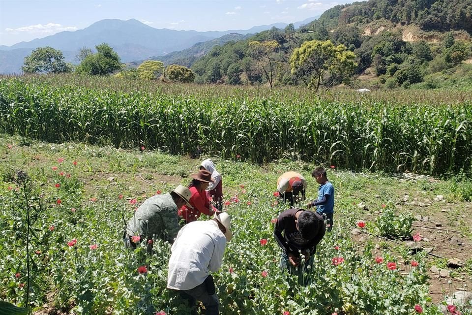 Aprieta 4T a la #IP con plan agrícola | Reforma